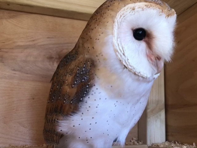 Billie Our Barn Owl Having A Natter Apollo Falconry Video